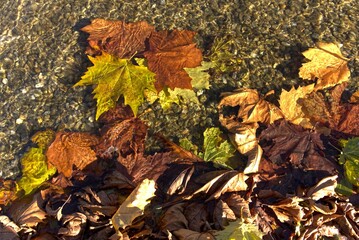 Plane tree leaves in water in autumn.