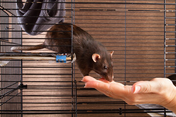 A pet rat eats from the hand of owner