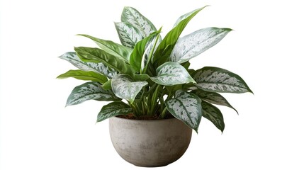 Aglaonema plant with vibrant silver-patterned leaves in a decorative pot, known for its lush greenery and indoor air-purifying qualities.