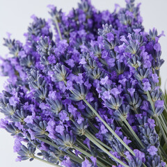 Obraz premium CloseUp View of Lavender Blooms and Stems