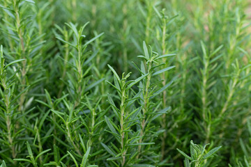 The green rosemary plant