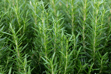 The green rosemary plant