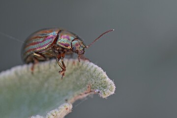 Chrysolina americana, common name rosemary beetle, is a species of beetle belonging to the family Chrysomelidae, Crete