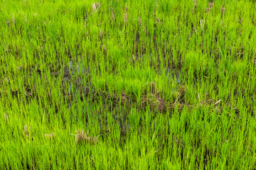 A crop of rice that grows in a field after the harvest of rice