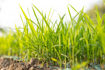 Hybrid rice seedlings in the sun