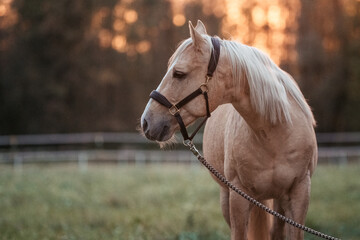 Palomino Quarter Horse