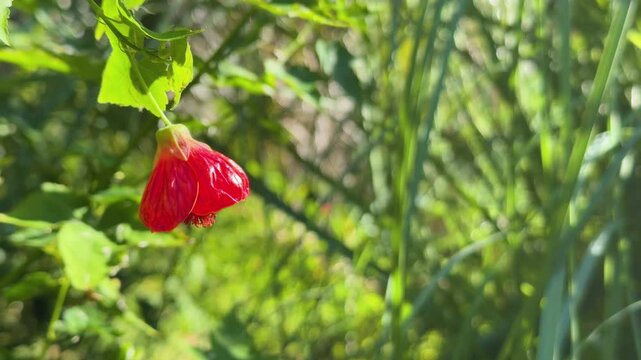 Beautiful bright red flowers of abutilon striatum. Redvein abutilon, abutilon pictum, species of the family Malvaceae. Lantern flowers bloom in the garden and sway in the wind