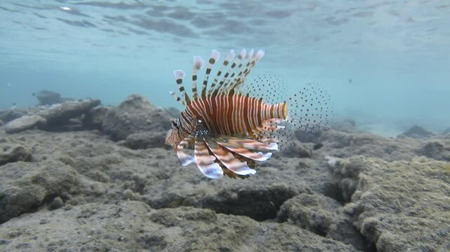 Red lionfish fish swims in the tropical sea