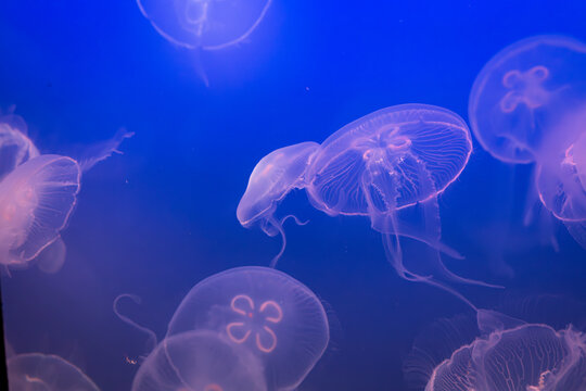 Aurelia (aka the moon jelly, moon jellyfish, common jellyfish, or saucer jelly) floating in water