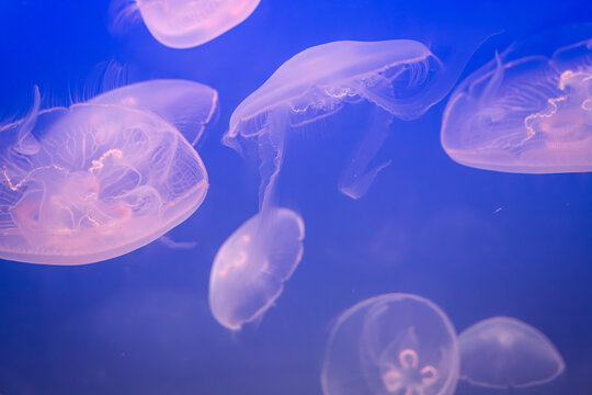 Aurelia (aka the moon jelly, moon jellyfish, common jellyfish, or saucer jelly) floating in water