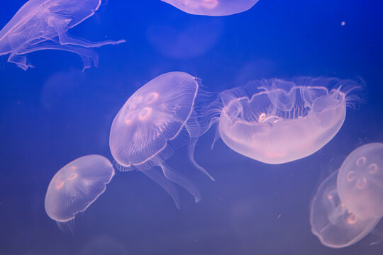 Aurelia (aka the moon jelly, moon jellyfish, common jellyfish, or saucer jelly) floating in water