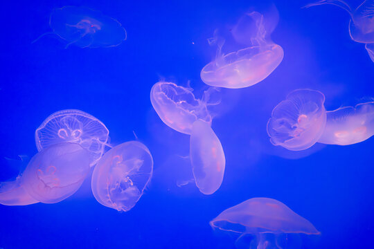 Aurelia (aka the moon jelly, moon jellyfish, common jellyfish, or saucer jelly) floating in water