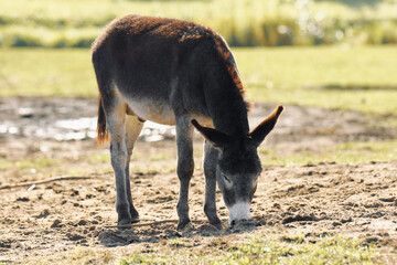A brown donkey grazes peacefully in a lush green pasture during a sunny day in rural countryside
