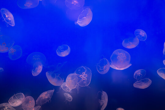 Aurelia (aka the moon jelly, moon jellyfish, common jellyfish, or saucer jelly) floating in water