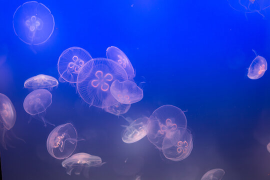 Aurelia (aka the moon jelly, moon jellyfish, common jellyfish, or saucer jelly) floating in water