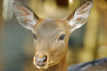 A close-up view of a deer showcasing its soft features and alert expression in a serene natural...
