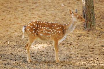 A spotted deer stands in a clearing, facing right, its head turned towards the camera