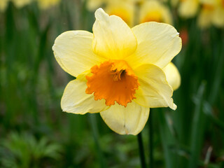 A detailed close-up image capturing the vibrant yellow petals and bright orange center of a solitary daffodil, conveying the freshness and vitality of spring.