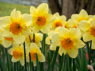 Obraz premium An image capturing multiple yellow daffodils with orange centers, exhibiting the vibrancy and renewal of spring with fresh blooms and lush green stems in view.