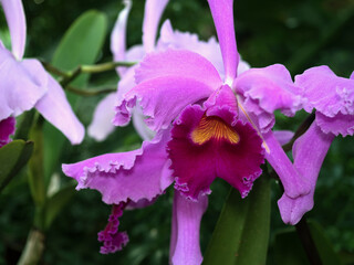 A detailed close-up image showcasing the vivid purple petals of an orchid against a backdrop of rich green foliage, highlighting the intricate flower beauty.