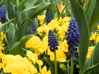 Stunning blue flowers rise from a sea of bright yellow blooms, nestled within lush green leaves,...