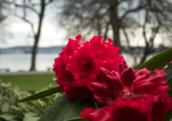 A close-up of vibrant red flowers in the foreground with a serene lake and leafless trees in the background, capturing a peaceful and tranquil scene.