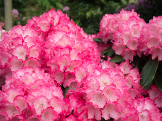 Fototapeta premium A beautiful cluster of pink rhododendron flowers blooms in a lush garden, showcasing vibrant colors and intricate petal details that evoke feelings of serenity and joy.