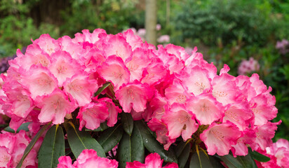 A lush cluster of pink rhododendron flowers surrounded by green leaves in a garden setting, capturing the elegance and beauty of nature in its blooming glory.