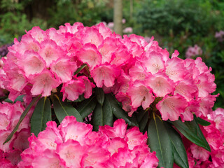 These pink rhododendron blooms stand out against an enchanting garden backdrop, illustrating nature’s artistry and the harmony found in a flourishing landscape.
