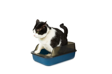 Cute cat with cat litter box isolated on white background. A domestic cat is accustomed to the toilet, a litter box. cleaning cat litter tray at home, closeup. Pet care concept. Copy space.