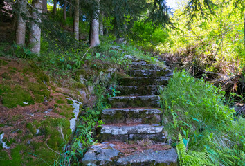 Image shows moss-covered stone steps winding mysteriously into a lush, secluded wooded area,...