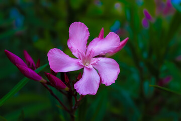 natural pink flower in the garden