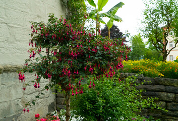 The fuchsia plant is thriving with abundant magenta blooms set against a garden wall, showcasing its vibrant color and lush growth in a charming setting.