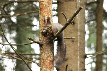 Squirrel (Sciurus vulgaris) posing on the tree with mouthful of material for nest, before winter begins. High quality, selective focus