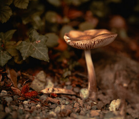 A solitary mushroom stands gracefully amid the rich texture of the forest floor, surrounded by scattered leaves and stones, exuding an earthy and tranquil ambiance.