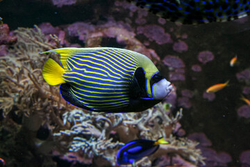 A beautiful blue and yellow fish is happily swimming in a vibrant coral reef