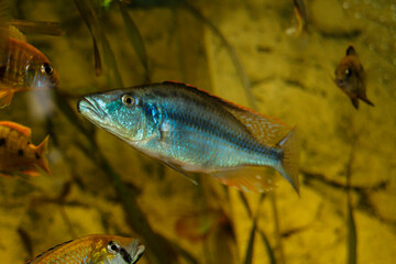 A diverse group of fish are swimming together in the tank