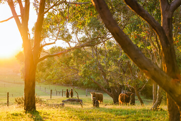 Farm bathed in golden afternoon light with Alpacas and Highland Cows relaxing in field at sunset