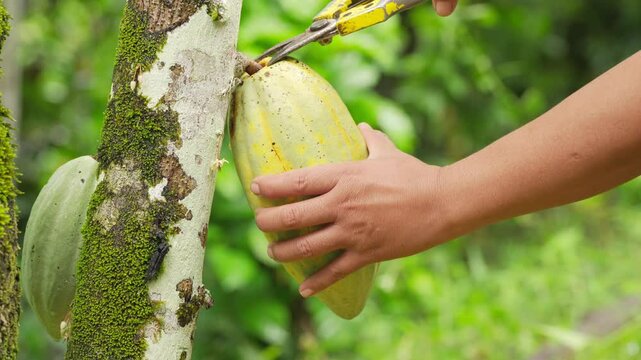 Famer or worker harvesting a ripe cacao pod from a tree using pruning shears in a tropical farm