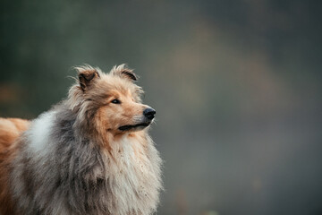 Fototapeta premium Britischer Collie