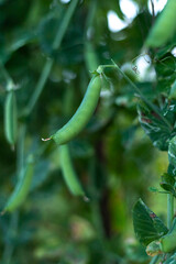 Fototapeta premium Pea crops in the evening