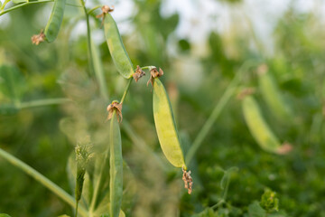 Pea crops in the sun
