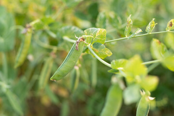 Pea crops in the sun