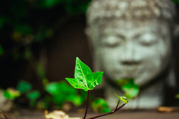 Grey stone statue head face of Buddha as symbol of harmony, Buddhism religion. Place for meditation in asian garden among green leaves vertical photo. Old antique statue, Bhagwan or Lord Goutam Buddha