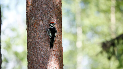 Juvenile great spotted woodpecker in the woods