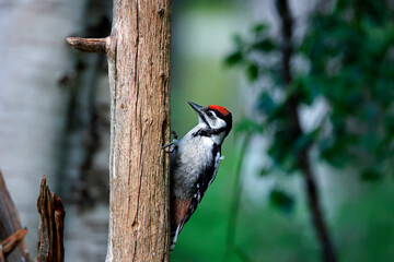 Juvenile great spotted woodpecker in the woods