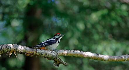 Juvenile great spotted woodpecker in the woods