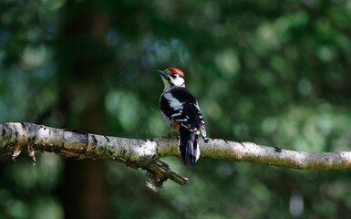 Juvenile great spotted woodpecker in the woods