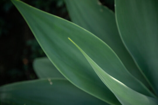 Agave plant growing in tropical Australian garden