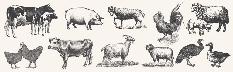 Large set of farm animals. Hand drawn big farm animals set. Livestock, cattle illustration. Animal grazing. .Vintage woodcut engraving style. Engraved domestic animal. Vector illustration. 